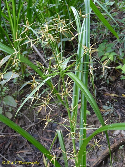 {Rhynchospora corniculata}